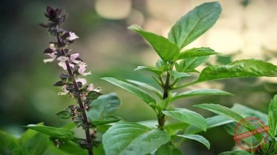 Đơn giản, dễ tìm. Lá húng quế chính là cứu tinh của mẹ. 