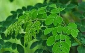 Bà bầu nên kiêng tuyệt đối rau chùm ngây trong cả 3 tam cá nguyệt