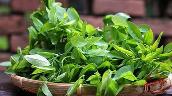 Tử cung bà bầu sẽ bị kích thích khi ăn nhiều rau ngót