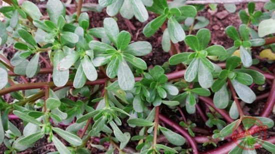 Sau sam có nhiều tác dụng trong ẩm thực và làm thuốc nhưng là loại rau bà bầu kiêng ăn